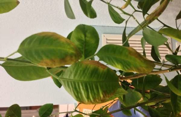 Si les feuilles de citron commencent à jaunir - cela indique un manque de nutriments