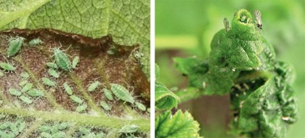 Les feuilles de cassis touchées par les pucerons se courbent puis meurent.