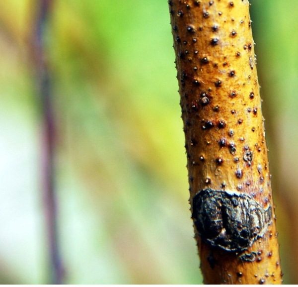 Zytosporose am Stamm der Maak-Vogelkirsche