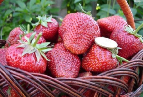 Fraises fraîchement cueillies Elizabeth 2