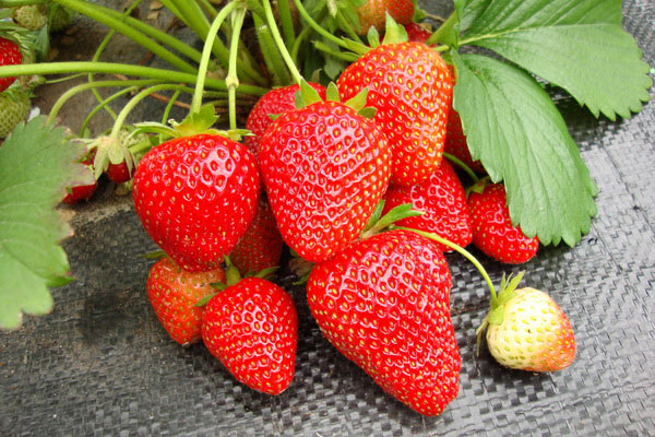  Wim's Strawberries