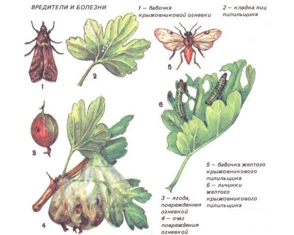 Les insectes nuisibles aux groseilliers sont les chenilles, les pucerons, les acariens, les feuilles de verre et les feuilles de cassis.