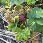 Signes d'infection par l'acarien de fraise