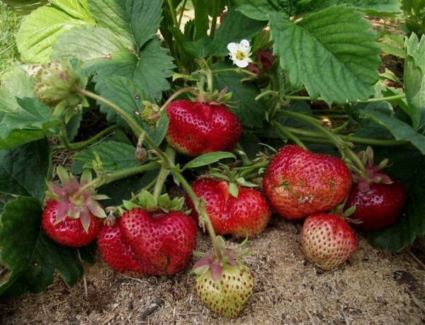 Η φροντίδα της Giantella απαιτεί την αφαίρεση των φλοιών, της κομποστοποίησης και της φλούδας του κρεμμυδιού.