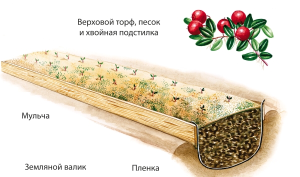 Planting cranberries is best in the spring, in the autumn you can cook for her beds