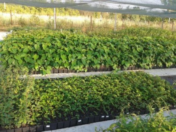 Seeds are sown in April in fertile soil to a depth of 1 centimeter, planting need regular watering