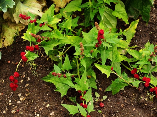 Strawberry Spinach - an annual plant, blooms in July, the fruits ripen in August