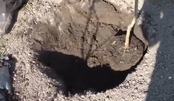 Bitmiş kızılcık fidanlarının yetiştirilmesi için toprak yaz aylarında hazırlanmalıdır.