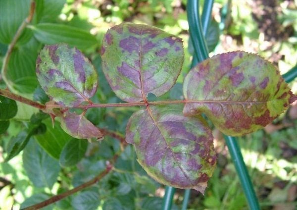 Black spots on rose leaves