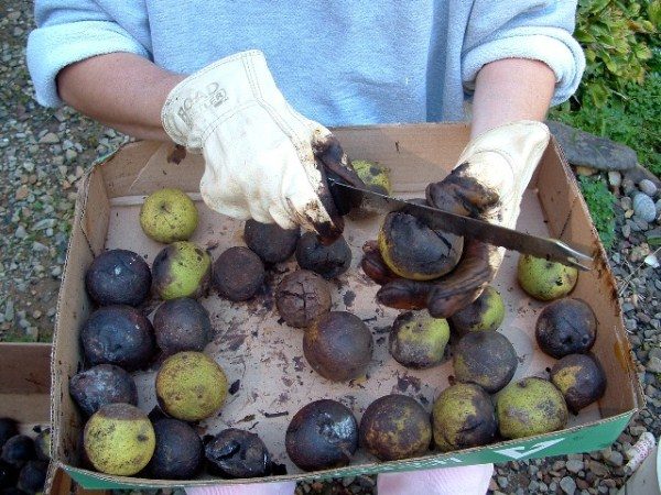 Gants de nettoyage en noyer