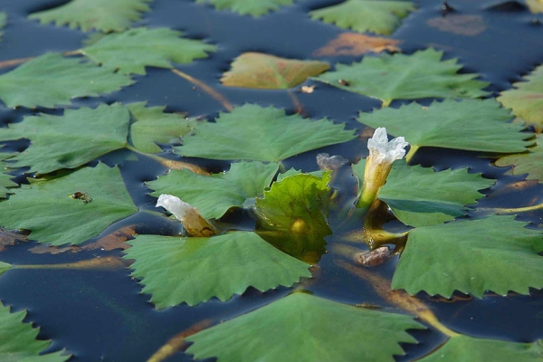 La châtaigne d'eau de Chilim s'appelle Diable et Roger, fleurit au début de l'été et mûrit à l'automne