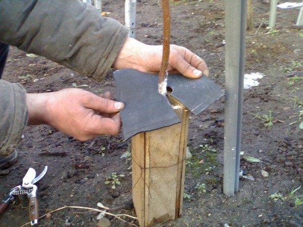 Protection des plants d'abricot contre le gel