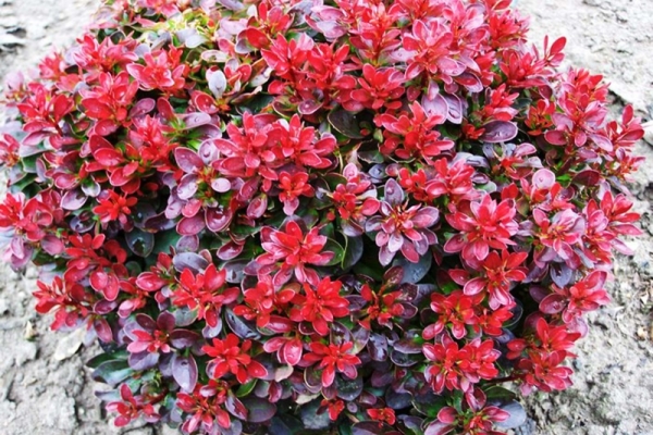 Liste rouge: Atropurpurea, Bagatel, Atropurpurea Nana, Chef rouge, Tapis rouge, Rose Glow, Admiration