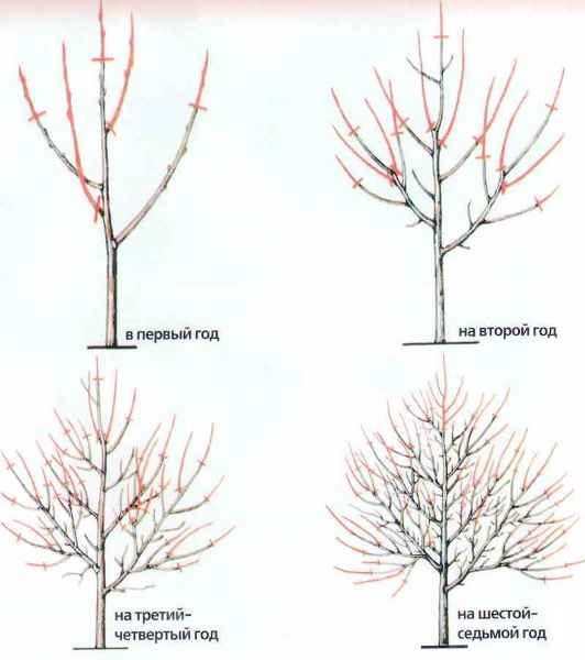 Programme de taille d'abricot par année
