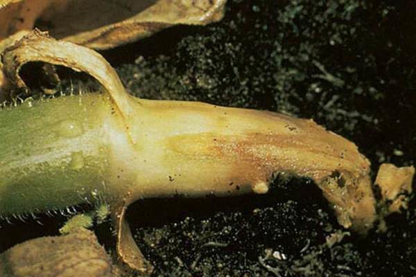 Col de pourriture ou jambe noire