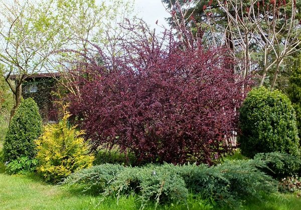 Vous pouvez arroser 2-3 fois par mois pour les barres d’épicéa adulte Thunberg Atropurpurea