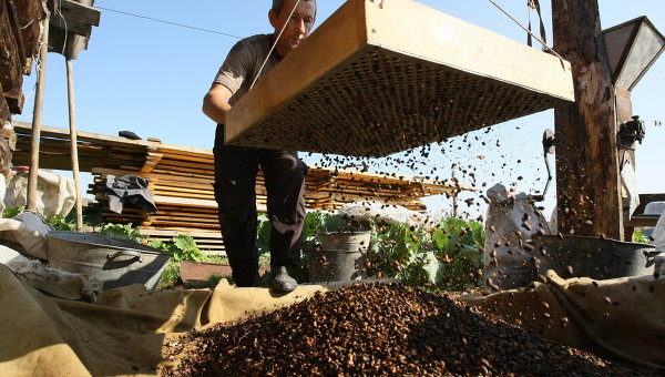 Transformation des pommes de pin en noix