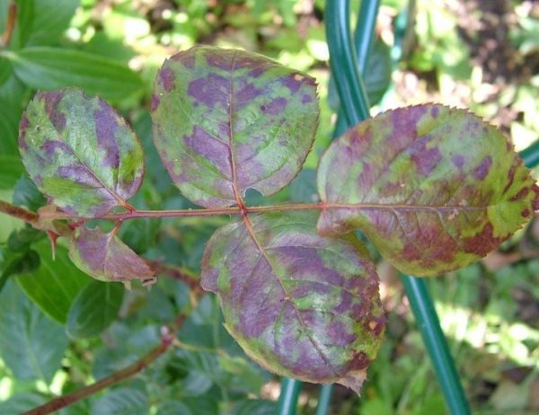 Rose leaves are affected by peronosporosis