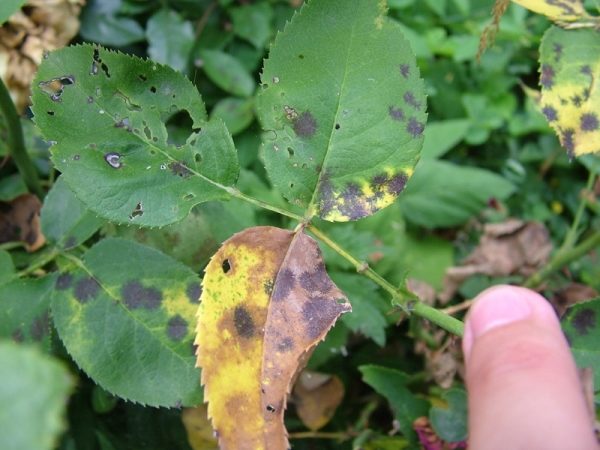 When black spot rose leaves begin to turn yellow and fall off