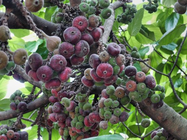 Grappes mûres de figues sur l'arbre, prêtes à être récoltées