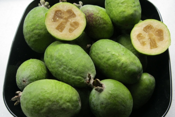 Feijoa contient de grandes quantités d'iode, d'acide folique, de fer et de potassium