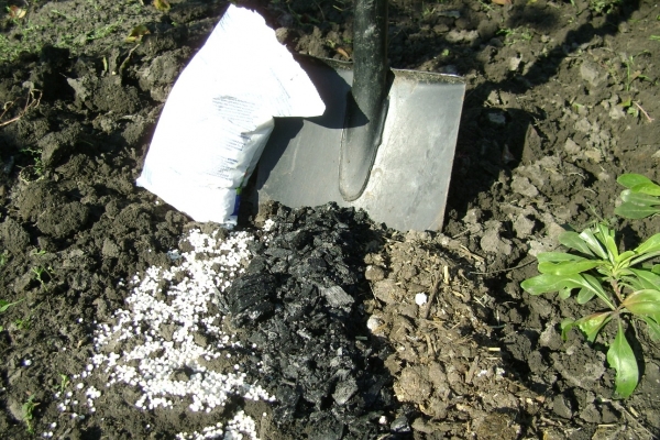 Les engrais phosphatés potassiques sont appliqués sous les groseilles à l'automne, les produits biologiques ne sont utilisés qu'au printemps