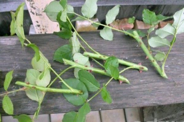 Boutures de roses pour le greffage