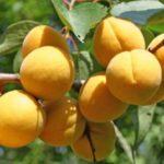 Abricot Tcheliabinsk précoce