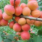 Abakan de montagne d'abricot