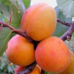 Snegirek à l'abricot