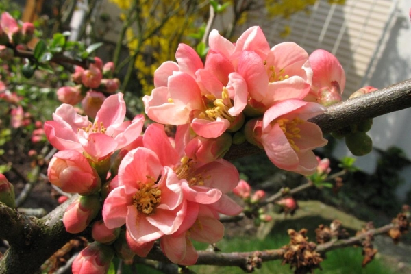 En Russie centrale, les variétés présentant un retard de croissance sont cultivées à une hauteur de 1 m, avec des branches arquées et une cime étalée.