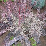 Barberry Ottawa Silver Miles