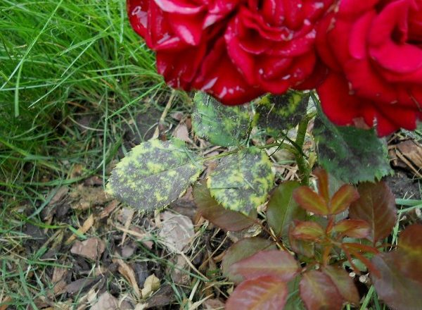  Μαύρο σημείο στα τριαντάφυλλα