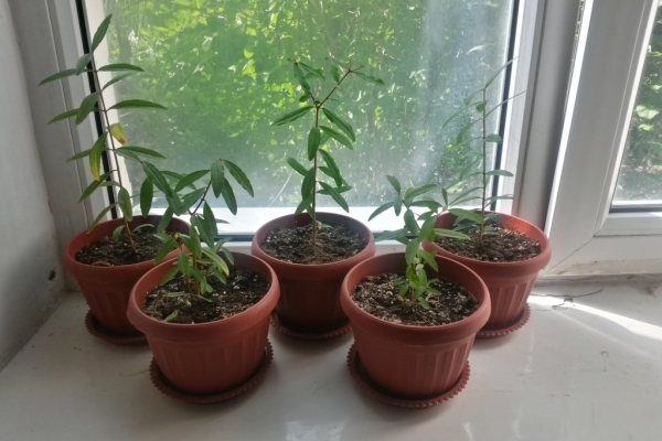 Pour faire pousser une grenade naine, vous pouvez prendre les graines achetées dans le magasin, ou des boutures