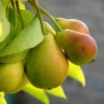 Birnen sind reich an Tanninen