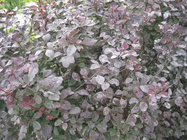 Barberry Ottawa est émerveillée par le pou