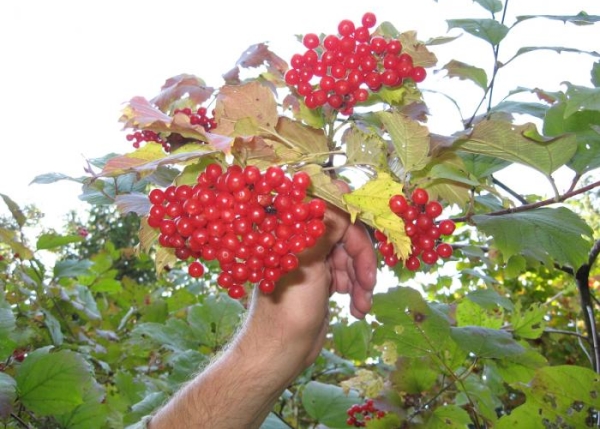 Couper les grappes de viburnum est préférable de grouper ou de déposer en une couche