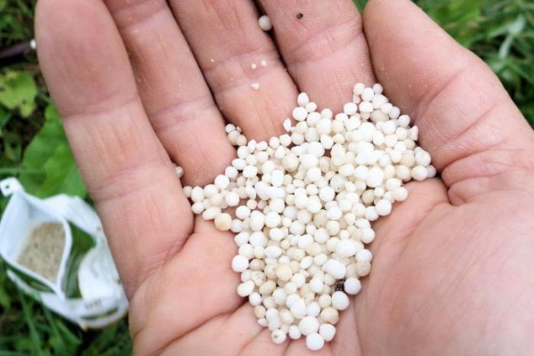 Au printemps, les baies sont nourries à l'urée, après la floraison et au début de l'automne, au potassium et au phosphore.