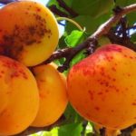 Variole annulaire aux abricots