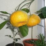 Chambre Mandarin Murcott