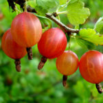 Stachelbeere bei Magen-Darm-Erkrankungen kann nicht roh verzehrt werden