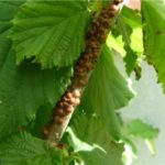 Hazel endommagé par le bouclier