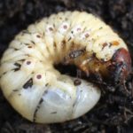 La larve de poisson rouge noir