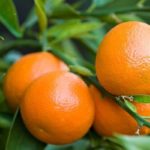 Clémentine Mandarin