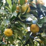 Mandarin Shiva-Mikan