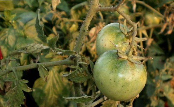 Le manque d'humidité affaiblit considérablement les plantes et les rend aussi accessibles que possible à toute maladie.