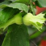 Dommages spéciaux au noisetier fait le puceron