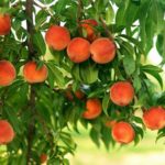 Pfirsiche sind ein starkes Allergen.