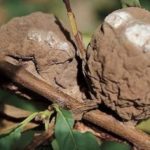 Pourriture des fruits abricot