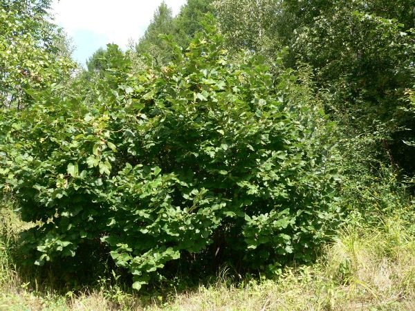 Feuille de noisetier